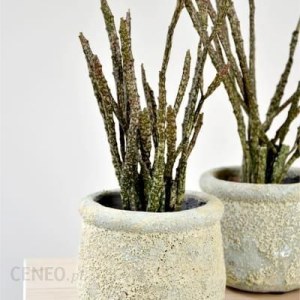 Roślina doniczkowa dla początkujących- Euphorbia platyclada- oryginalny Wilczomlecz 