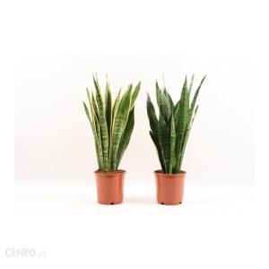 Roślina doniczkowa dla początkujących- Sansevieria Trifasciata 