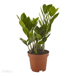 Roślina doniczkowa dla początkujących- Zamioculcas Zamiifolia 