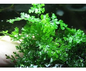 Roślina do ogrodu- Bolbitis heteroclita difformis 