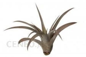 Roślina do ogrodu- Tillandsie