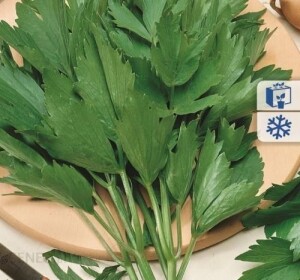 Roślina do ogrodu- Lubczyk ogrodowy 