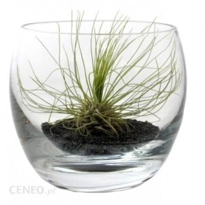 Kwiat doniczkowy Tillandsia Argentea