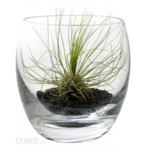 Kwiat doniczkowy Tillandsia Argentea