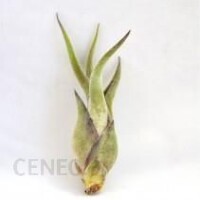 Kwiat doniczkowy Dixie Store Tillandsia Caput Medusae Mini
