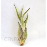 Kwiat doniczkowy Dixie Store Tillandsia Caput Medusae Mini