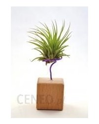 Kwiat doniczkowy Air Plant Tillandsia Ionatha