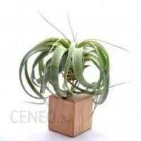 Kwiat doniczkowy Tillandsia Xerographica 