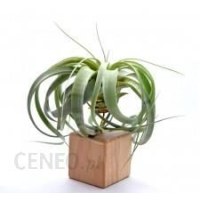 Kwiat doniczkowy Tillandsia Xerographica 